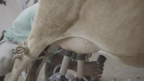 Close-up of Mechanical Milking Machine on Dairy Cow, Organic Farm, Paraty Stock Footage 320632276