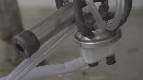 Close-up of Mechanical Milking Machine on Dairy Cow, Organic Farm, Paraty Stock Footage 320632402