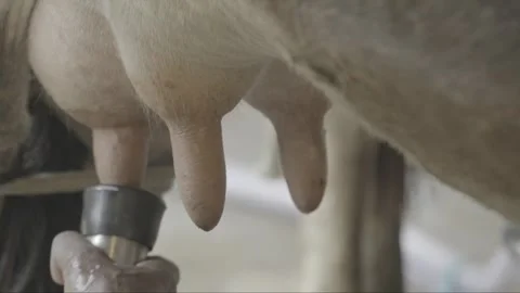 Close-up of Mechanical Milking Machine on Dairy Cow, Organic Farm, Paraty Stock Footage 320632520