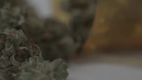 Close up Medical Marijuana  Vídeo Stock 79449589