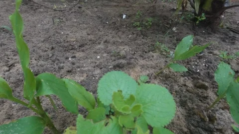 Close-up of Medicinal Herb Plant Stock Footage 313149458