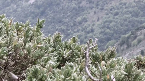 Close up a mediterranean coppice Video stock 69163319
