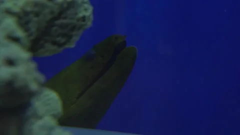 Close-up of Mediterranean moray hides between rocks underwater. Muraena. Roma Stock Footage 147857589