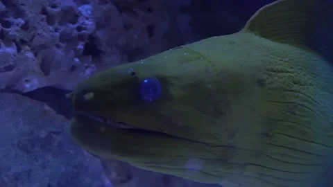 Close-up of Mediterranean moray hides between rocks underwater. Muraena. Roma Stock Footage 147857665