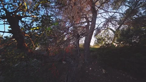 Close-up of Mediterranean Pine Branches at Sunset Stock Footage 330136124