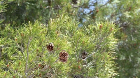 Close Up of Mediterranean Pine Tree Branches with Cones in Sunlight Stock Footage 336936013
