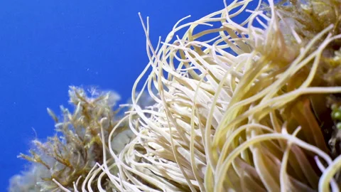 Close up Mediterranean Sea Anemone (Snakelocks Anemone, Anemonia Viridis). .. Stock-Footage 253555341