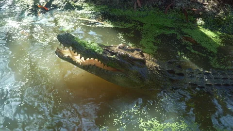 Close-Up Medium Shot of Moss-Covered Crocodile Snapping at Bait in Swamp Waters Stock Footage 314927622