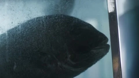 Close Up of Medium Sized Fish Floating in Fish Tank Stock Footage 214160026