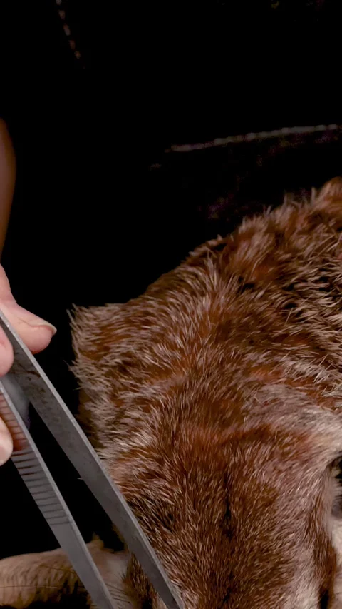 Close Up of a Meerkat Being Fed a Worm with Tweezers Stock Footage 328488372