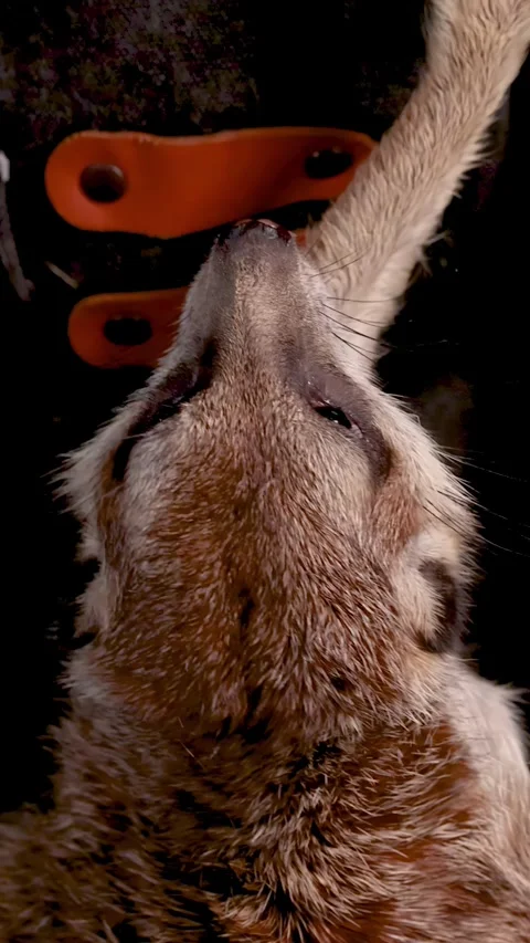 Close Up of a Meerkat Being Hand Fed a Worm Larva Stock Footage 328492930
