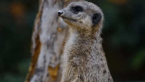 Close up of Meerkat on a branch Stock Footage 119489227