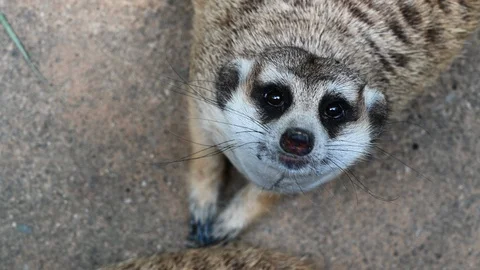 Close up of a meerkat Video stock 117130021