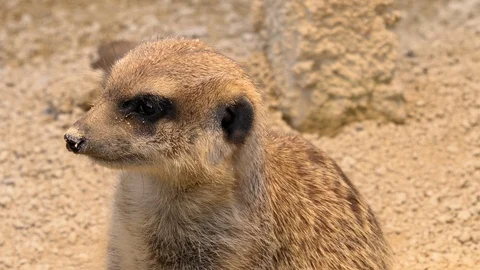 Close up of Meerkat Video stock 119491188
