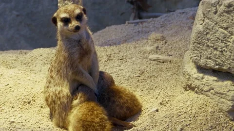 Close up of meerkat Stock Footage 135817646