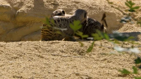 Close up of meerkat Video stock 135890843