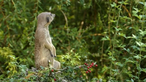 Close up of meerkat Stock Footage 135991885