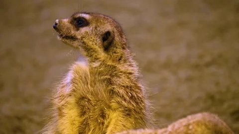 Close up of meerkat  Stock Footage 143364646