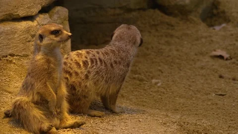 Close up of meerkat Stock Footage 144051894