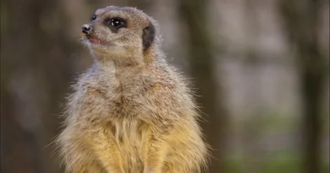 Close up of Meerkat Stock Footage 236695711