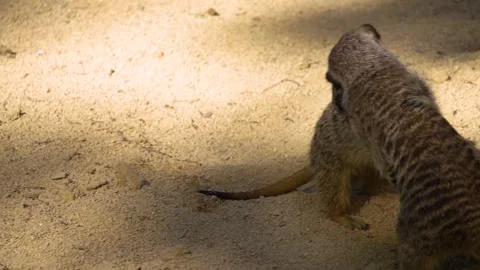 Close up of meerkat Stock Footage 266674017