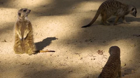 Close up of meerkat Stock-Footage 266674423
