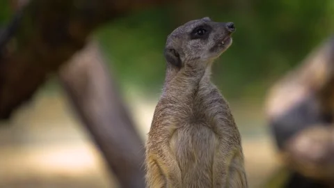 Close up of a meerkat Stock Footage 266683520