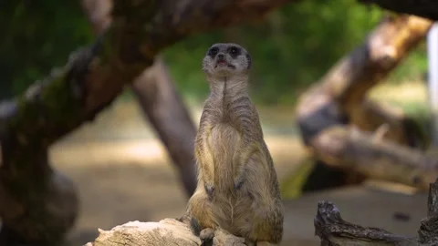 Close up of meerkat Stock Footage 266851676