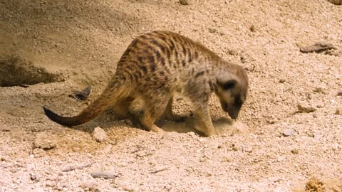 Close up of Meerkat Stock Footage 309198694