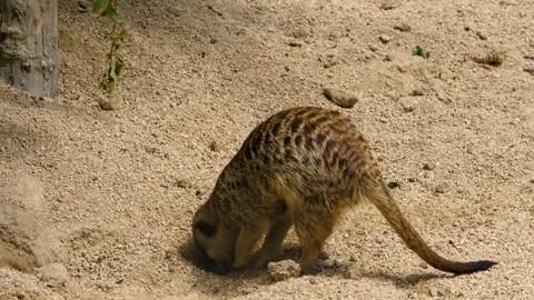 Close up of Meerkat Stock Footage 309199048