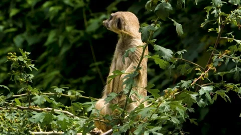 Close up of Meerkat Stock Footage 309199069