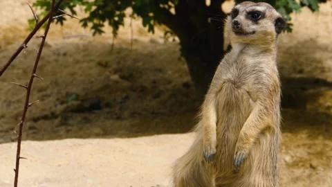 Close up of Meerkat Stock Footage 309199161