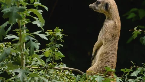 Close up of Meerkat Stock Footage 309199162