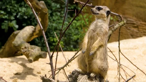 Close up of Meerkat Stock Footage 309199167