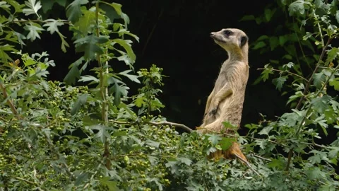 Close up of Meerkat Stock Footage 309199205
