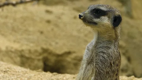 Close up of Meerkat Stock Footage 309341395