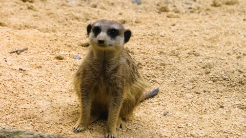 Close up of Meerkat Stock Footage 309341516