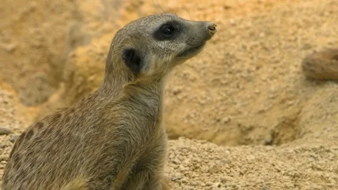 Close up meerkat Stock Footage 309341548