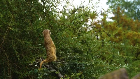 Close up meerkat Stock Footage 309341573
