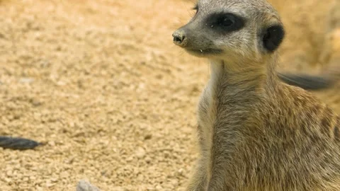 Close up of Meerkat Stock Footage 309341582