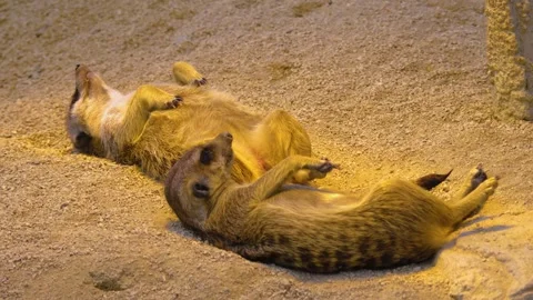 Close up of Meerkat Stock Footage 310147843