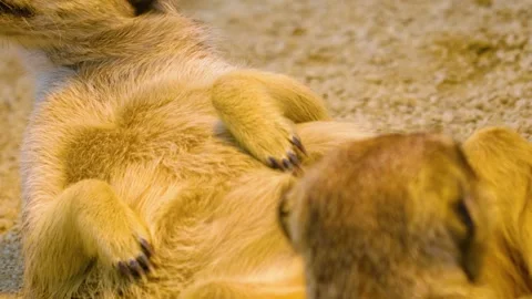 Close up of Meerkat Stock Footage 310147943