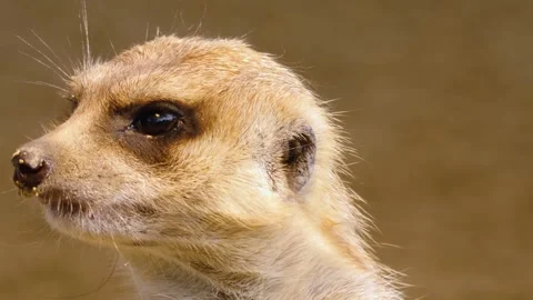 Close up meerkat Stock Footage 310619055