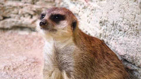 Close up meerkat Stock Footage 310619114