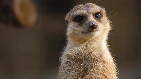 Close up meerkat Stock Footage 310619115