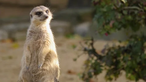 Close up meerkat Stock Footage 310619252