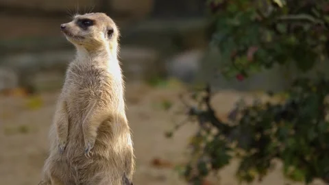 Close up meerkat Stock Footage 310619296