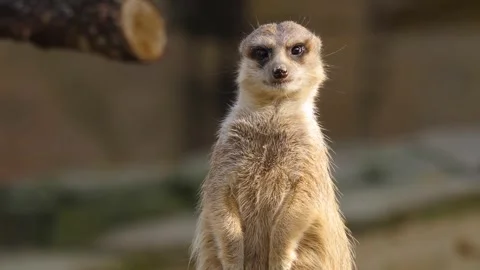 Close up meerkat Stock Footage 310619360