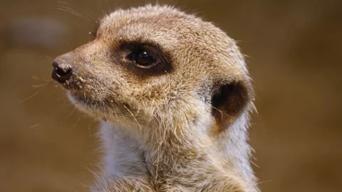 Close up meerkat Stock Footage 310619417