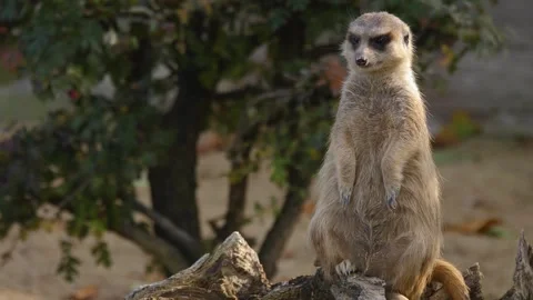 Close up meerkat Stock Footage 310619604